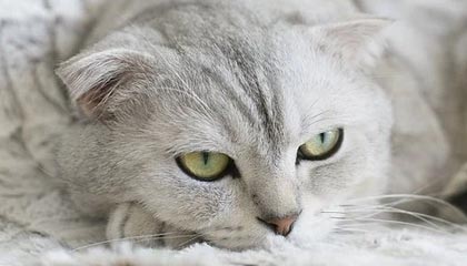 半岛体育app下载-第三节崩盘双加时戏剧落败 穆雷糟糕表现压沉掘金